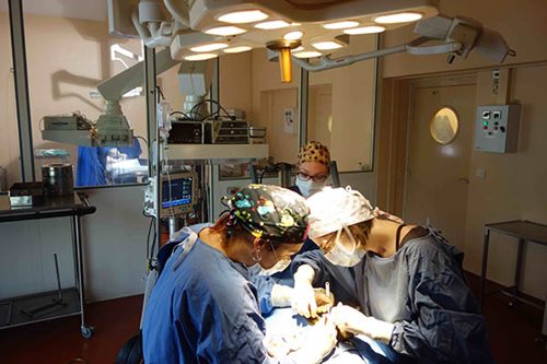 Chirurugie des tissus mous - Clinique vétérinaire du Roc